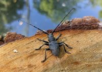 Le terrain de Graines de nature est idéal pour observer la biodiversité tel que ce capricorne.
