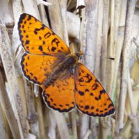 Le terrain de Graines de nature est idéal pour observer la biodiversité tel que les papillons.